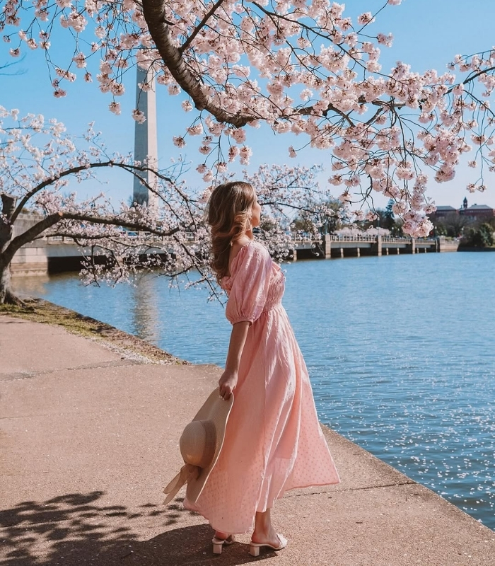 Hoa nở đẹp nhất trong mùa hoa anh đào Washington DC thường kéo dài khoảng 4–7 ngày. Ảnh: theemilyedition